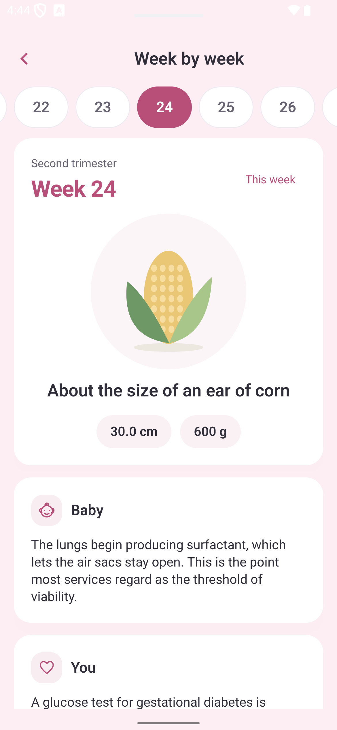 Pregnancy week by week: week 24, baby’s size and development