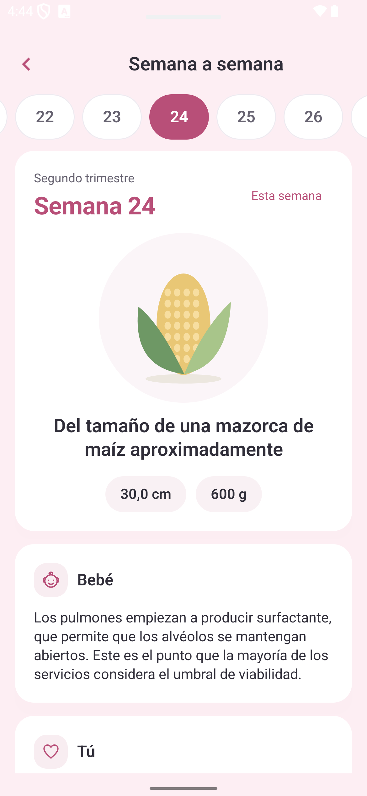Embarazo semana a semana: semana 24, tamaño y desarrollo del bebé