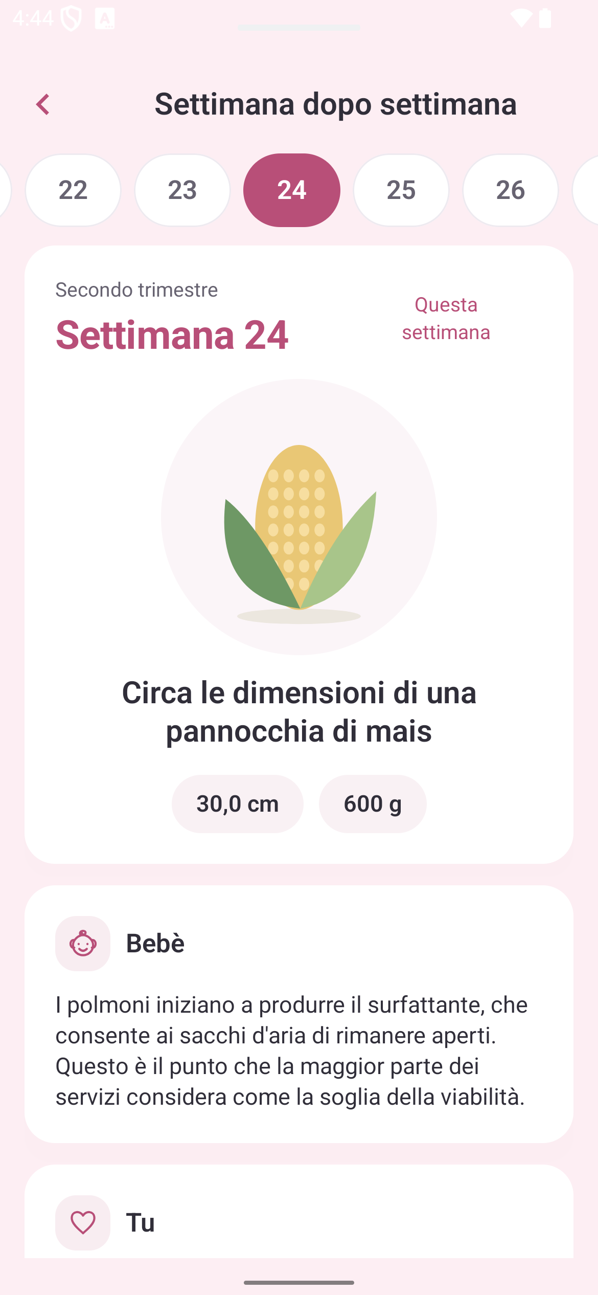 Gravidanza settimana per settimana: settimana 24, dimensioni e sviluppo del bebè