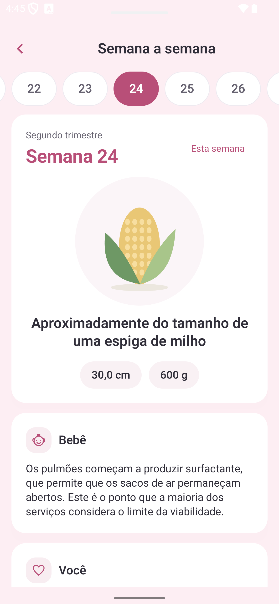 Gravidez semana a semana: semana 24, tamanho e desenvolvimento do bebé